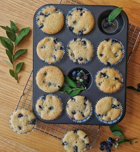 Blueberry Muffin