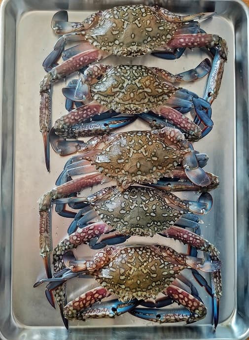 Ocean Blue swimmer crab on a tray.