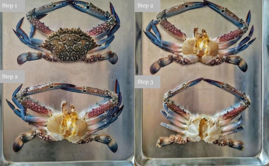 how to clean a crab/ ocean blue swimmer crab.