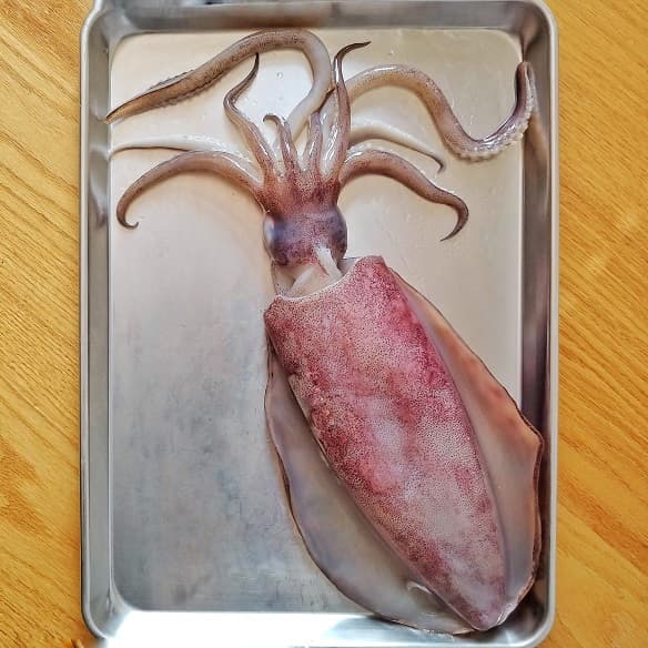 Fresh Squid on a tray, ready to be cleaned.